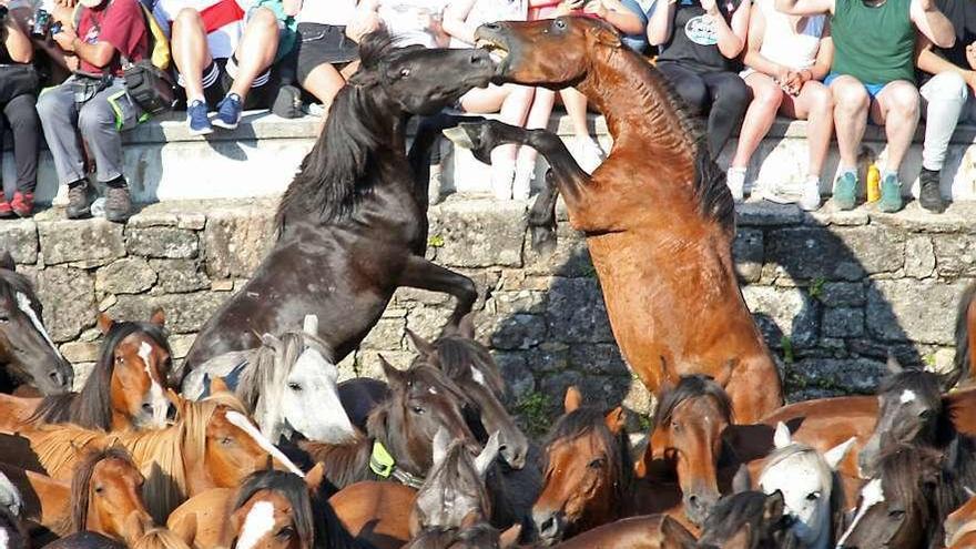 Dos garañones, enfrentándose sobre la arena del curro de Sabucedo. // Bernabé / Juan Carlos Asorey