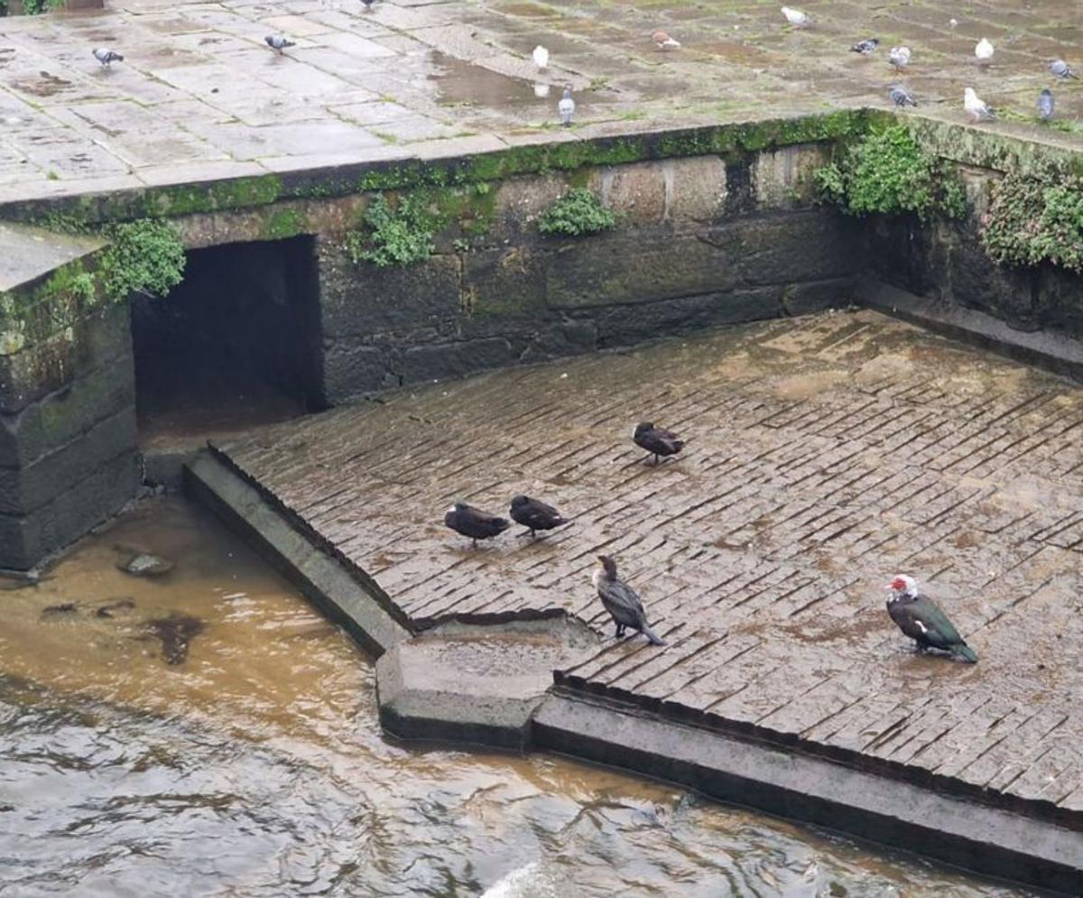 Un cormorán y varios patos en el río Con (Vilagarcía).