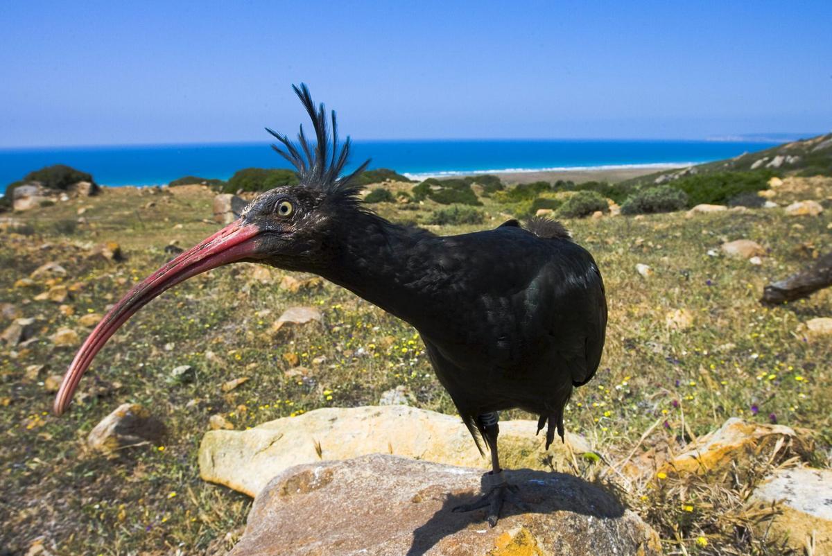 Un Ibis Eremita, especie en peligro de extinción, en la Sierra del Retín, en una foto de archivo