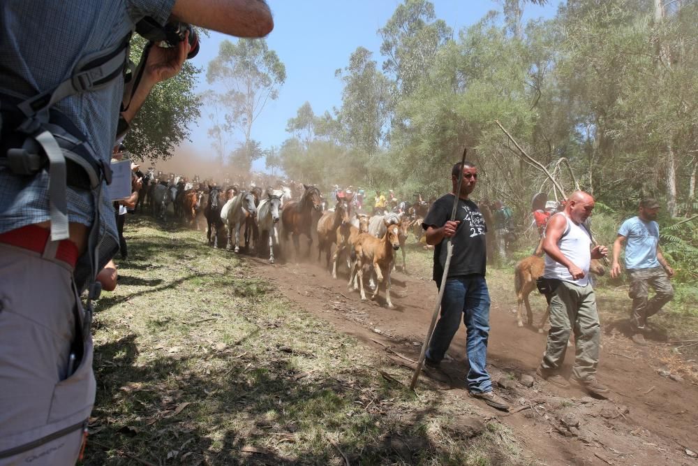 Miles de personas presencian en Sabucedo los curros - La manada llegó al pueblo al mediodía.