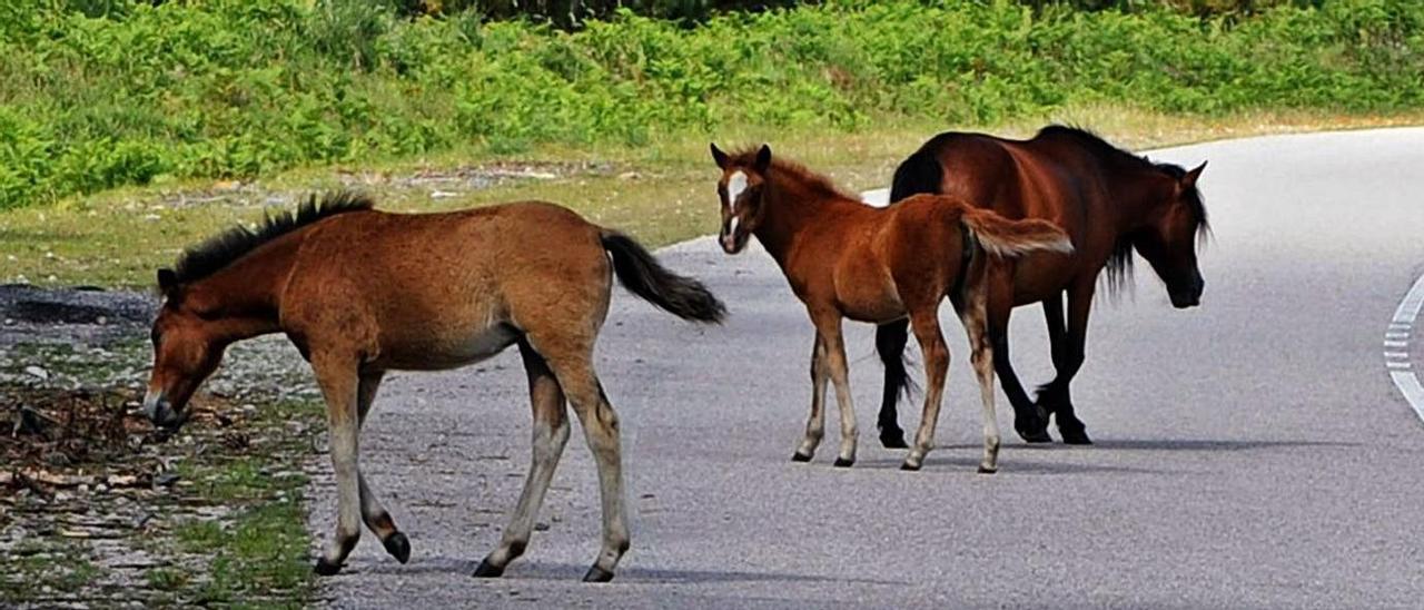 Caballos criados en libertad o “garranos”, en la carretera que atraviesa el Castrove. |  // IÑAKI ABELLA