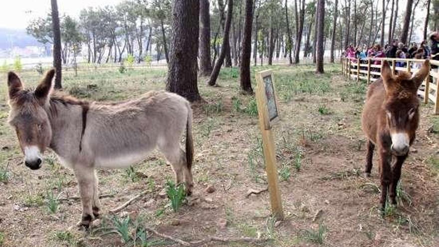 Los burros de A Toxa despiertan enorme expectación.  // Muñiz