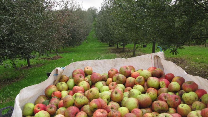 El secreto para lucir carina de manzana (de sidra asturiana):  la sorprendente cosmética de las pepitas