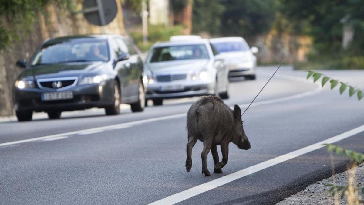 amadridejos16487064 15 07 2011  jabali herido  porc senglar ferit a la160613171157