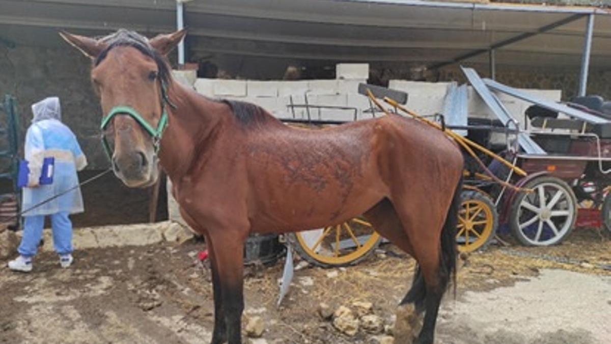 Imagen del estado de uno de los caballos de la explotación ganadera en Ronda.
