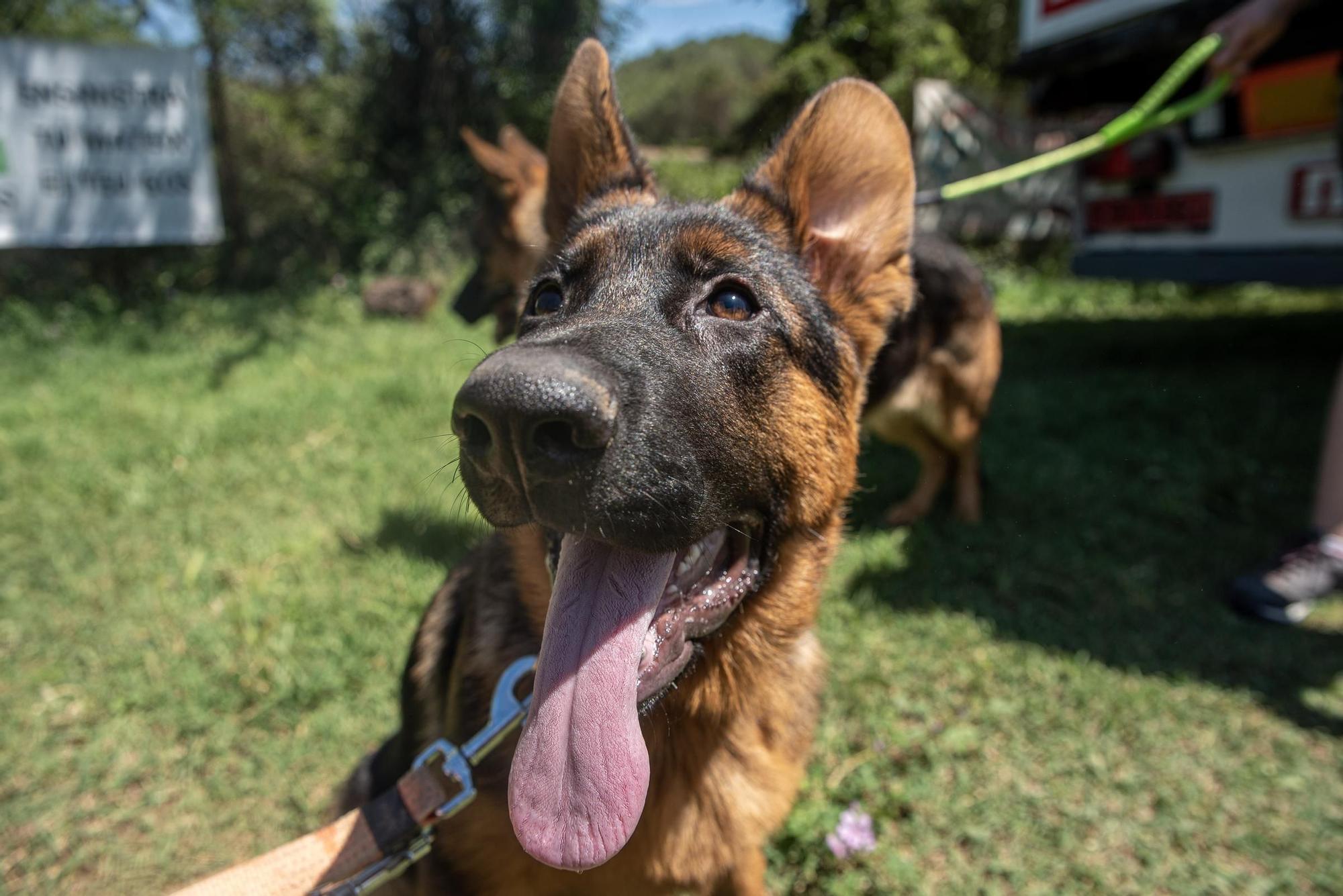 Residències canines:  Tres Pins de Balsareny