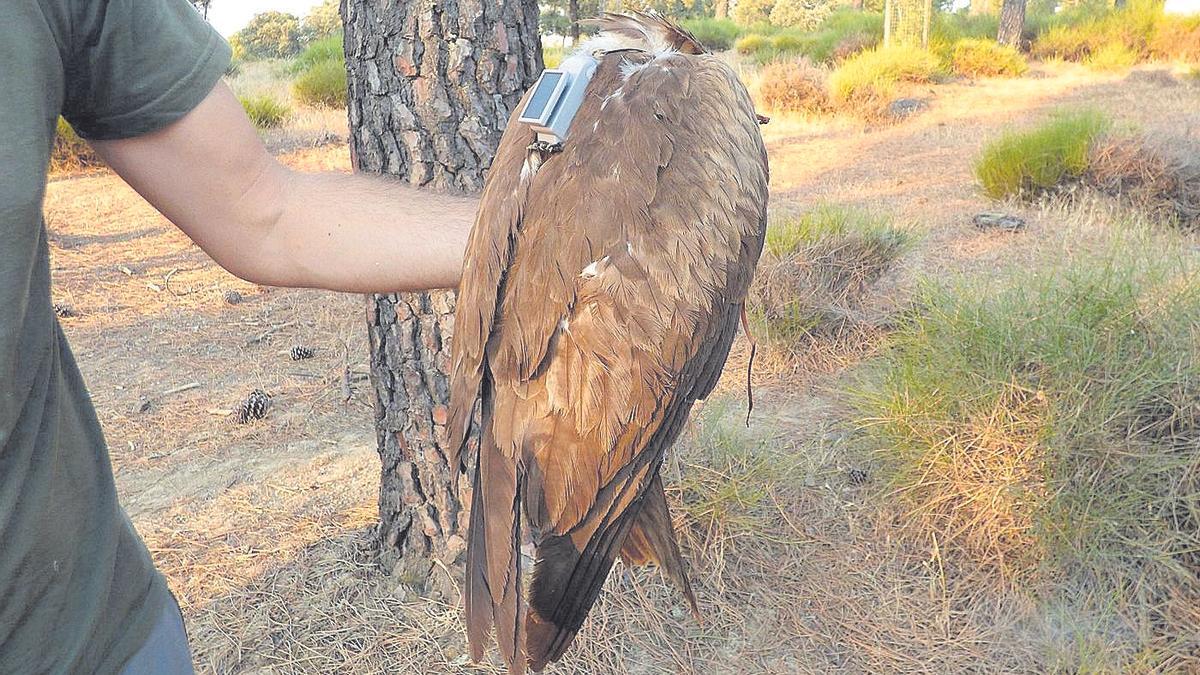 Gràcies als emissors amb els quals han sigut equipats, s’ha pogut comprovar que quasi tots els ocells es troben ja al Sahel.