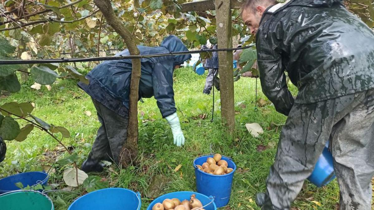 La campaña del kiwi: 3.000 toneladas y recogida exprés ante el riesgo de riadas