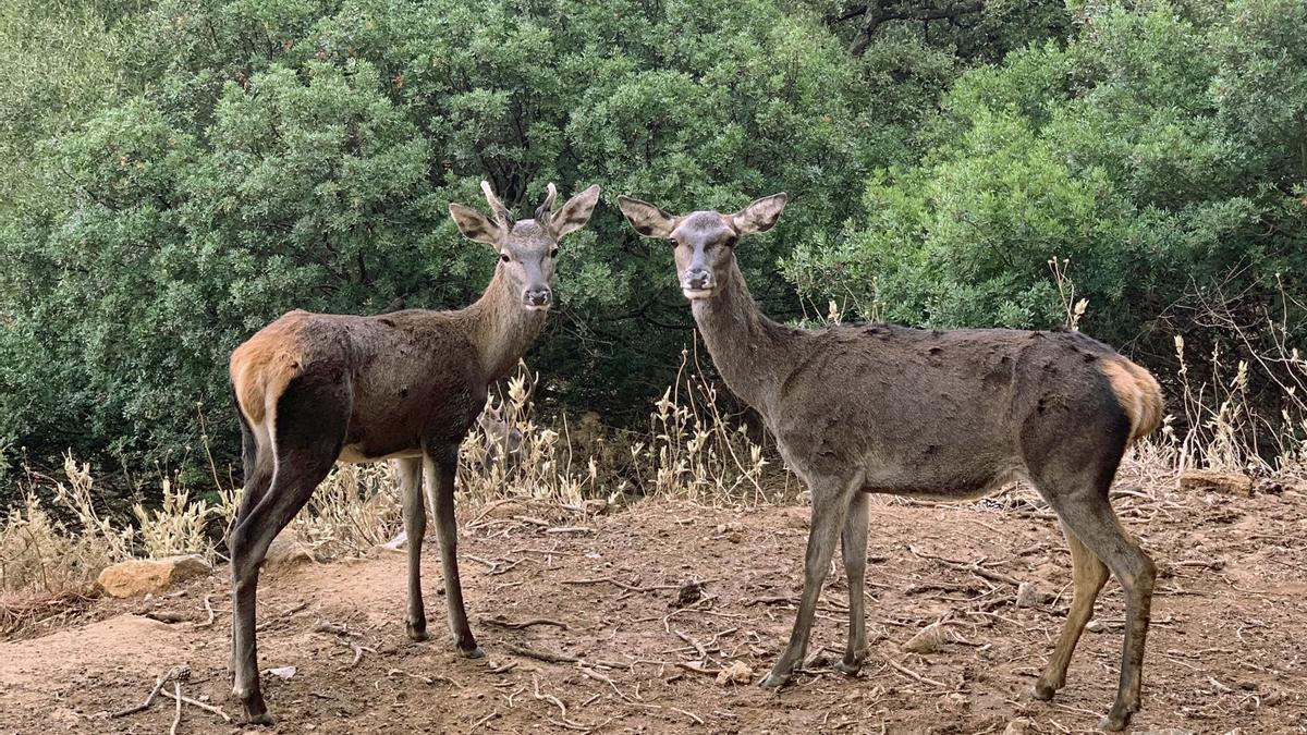 Algunos de los animales de la EcoReserva de Ojén, cerrada desde hace meses.