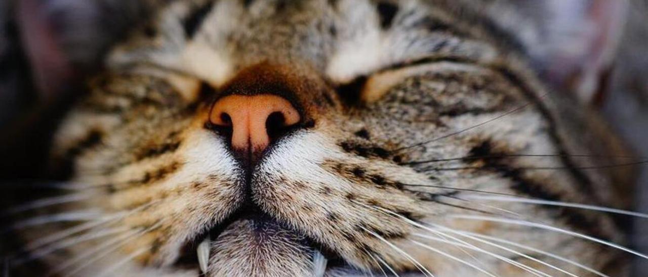 Hay que cepillar los dientes a los gatos: ¿mito o realidad?