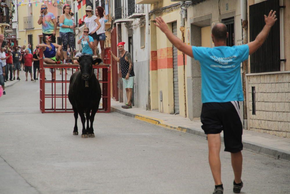 Tibi celebra su tradicional "Entrà de la Vaca"