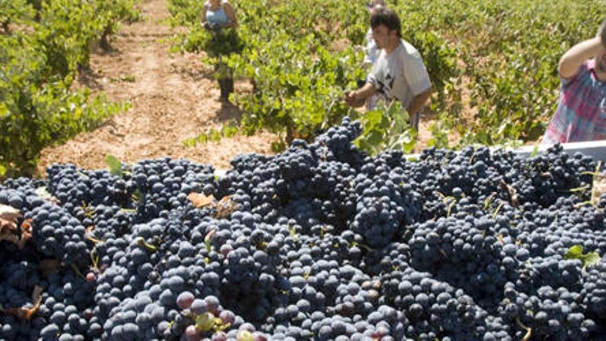 Utiel-Requena vendimia casi 190 millones de kilos de uva