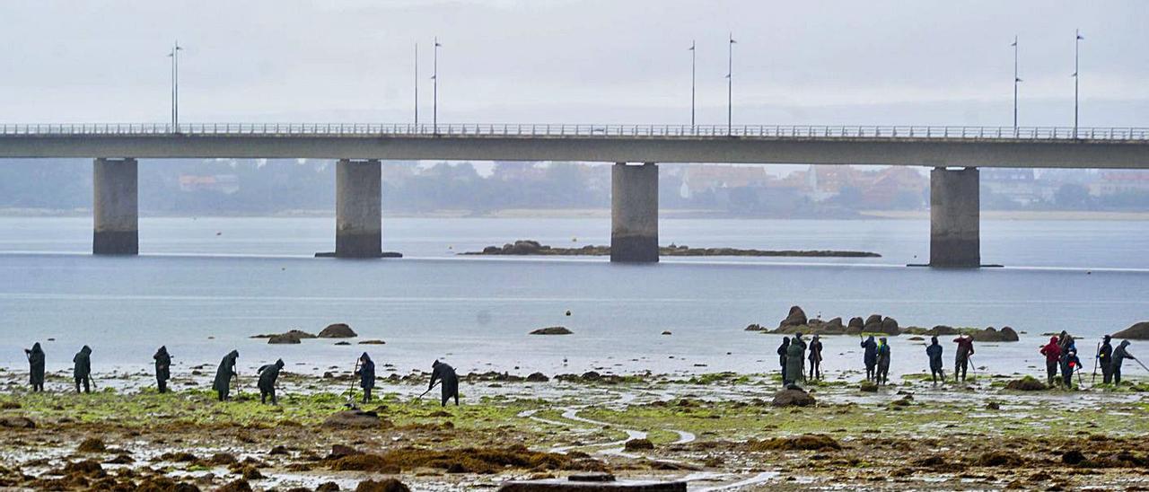 Las algas se han convertido en un problema para las mariscadoras de Vilanova.