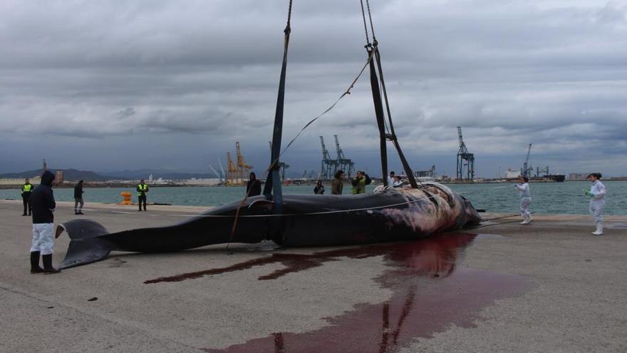 El cetáceo hallado muerto en Sagunt era un rorcual común