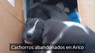 Doce cachorros abandonados en Arico en apenas una semana