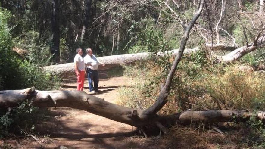 Ecologistas y entidades piden retirar parte de los pinos muertos de la Vallesa