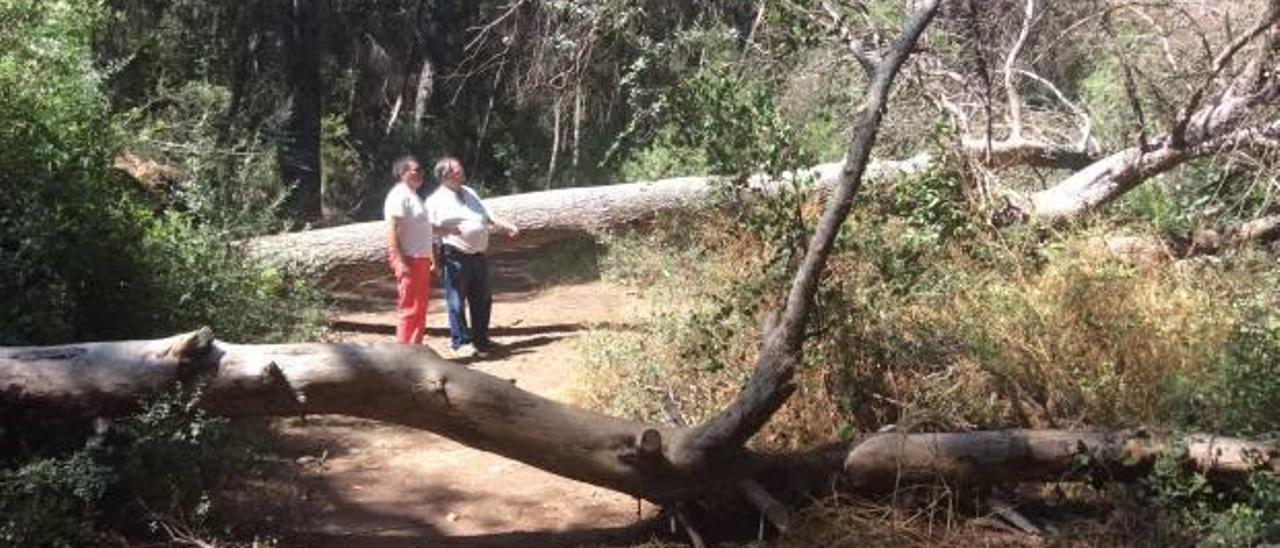 Ecologistas y entidades piden retirar parte de los pinos muertos de la Vallesa