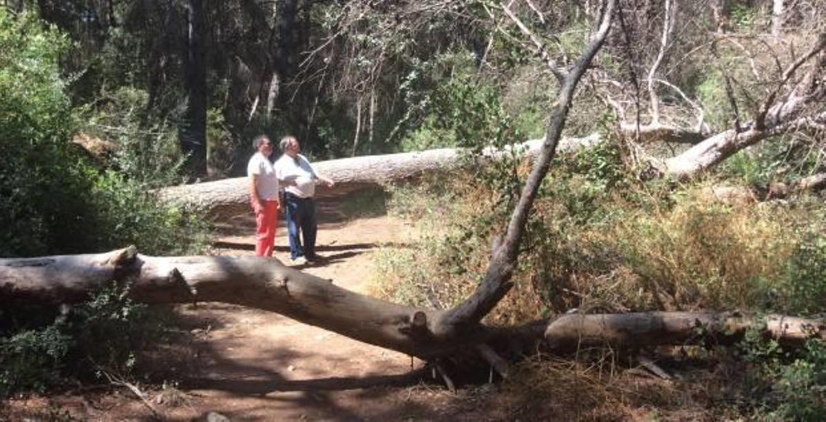Ecologistas y entidades piden retirar parte de los pinos muertos de la Vallesa