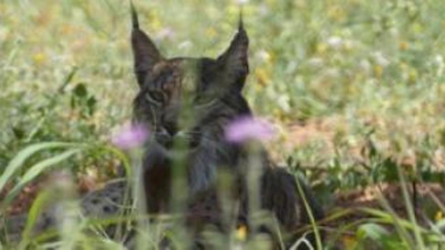 El lince capturado en el Baix Llobregat.