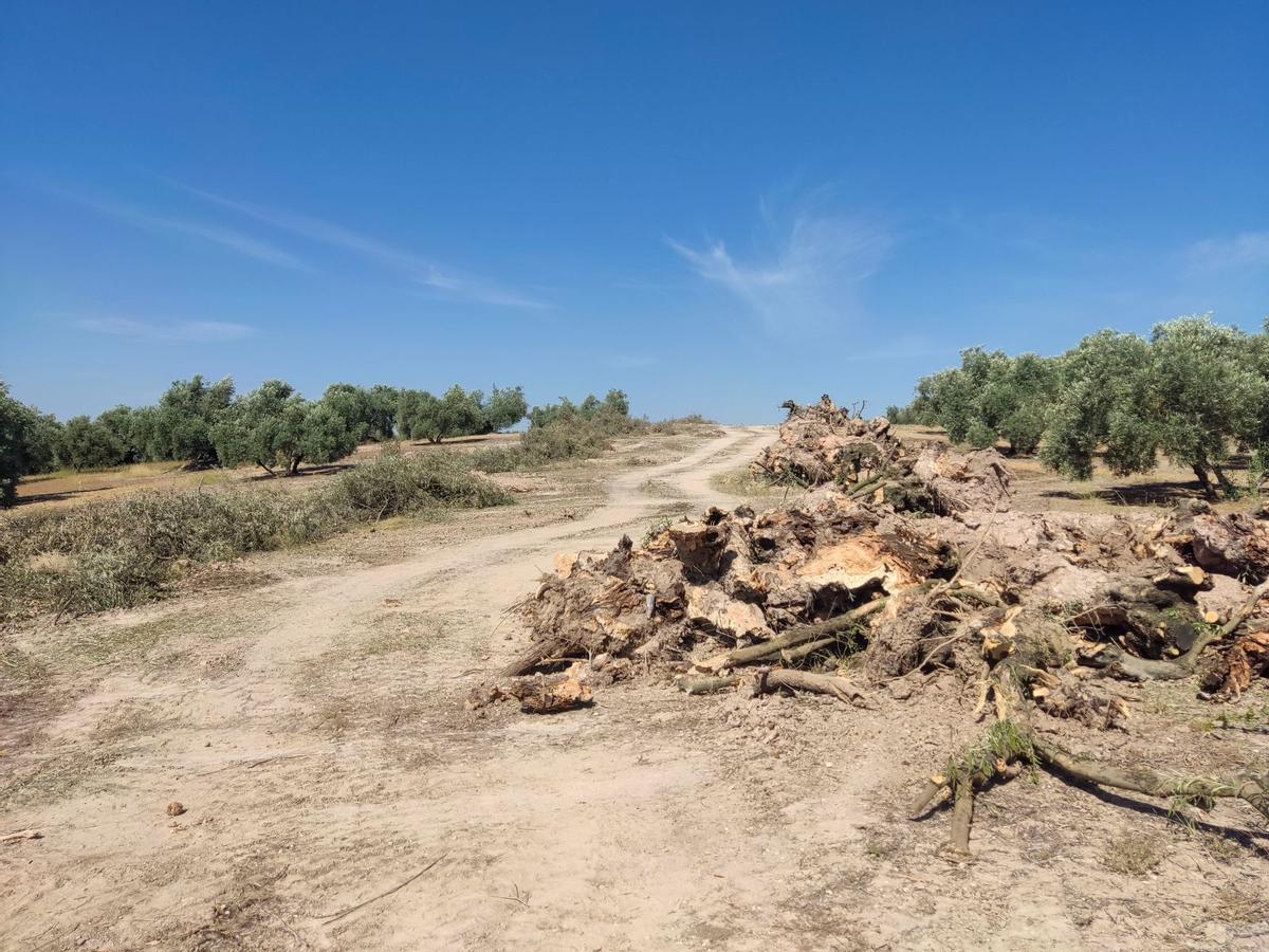 Los trabajos de replanteo del trazado de la red de agua en la zona sur de Córdoba se han iniciado con el arranque de olivos.