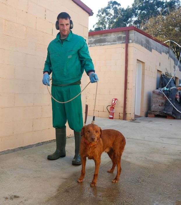 Mascotas | Bertín, el perro más veterano del CAAN, encuentra un hogar