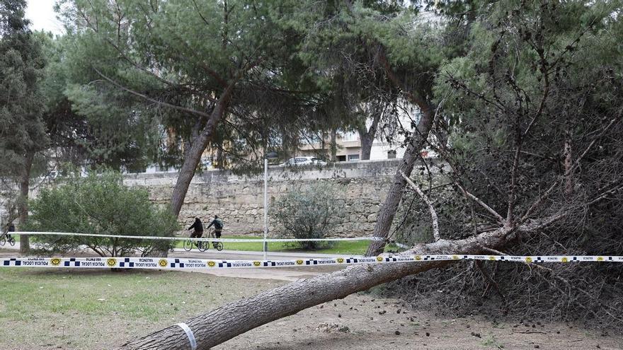 El riesgo sigue en la Comunitat Valenciana: el viento vuelve esta tarde y el foco está en los árboles y posibles desprendimientos