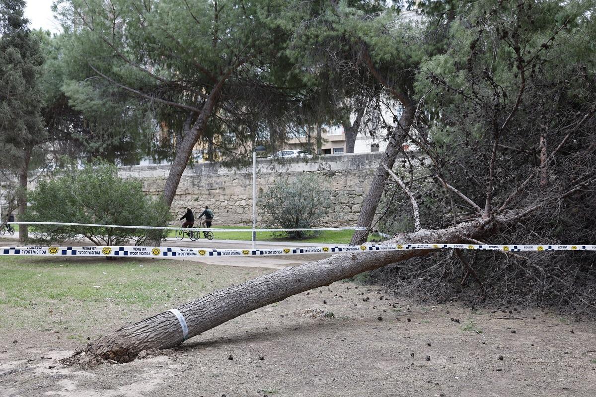 Un árbol cáido en el jardín del Túria esta mañana en València.