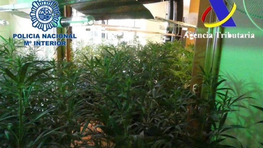 Intervenidas en Barcelona y Girona 2.500 plantas de marihuana con destino a Reino Unido