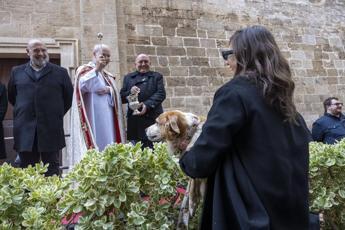 PALMA. BENEIDES DE PALMA 2026.