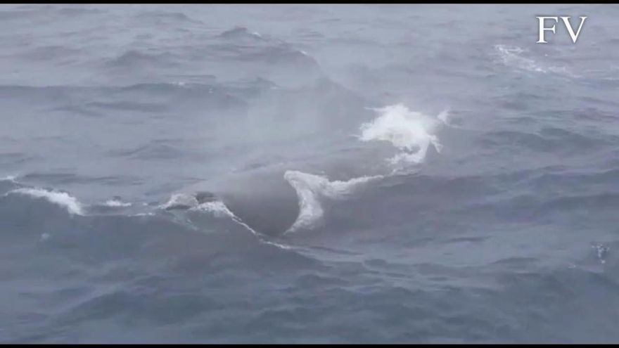 Avistan una ballena entre la Cíes y Ons, en la Ría de Vigo