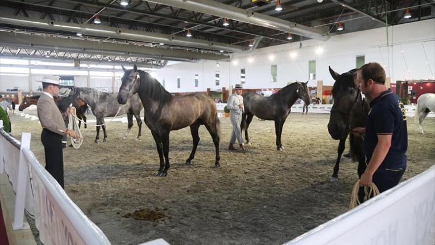 97 caballos acuden al concurso de pura raza española de Badajoz