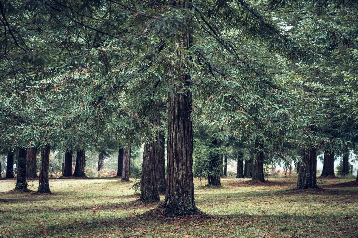 El proyecto de plantación fue una colaboración entre Estados Unidos y España