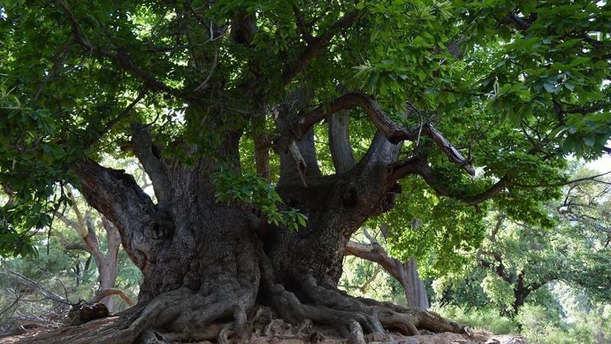 Una parte minoritaria impide el acuerdo para salvar el castaño santo de Istán