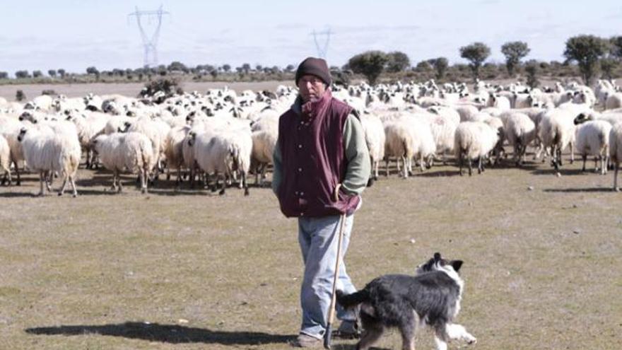 Un ganadero de ovino de Villar del Buey pastorea un rebaño de ovejas.