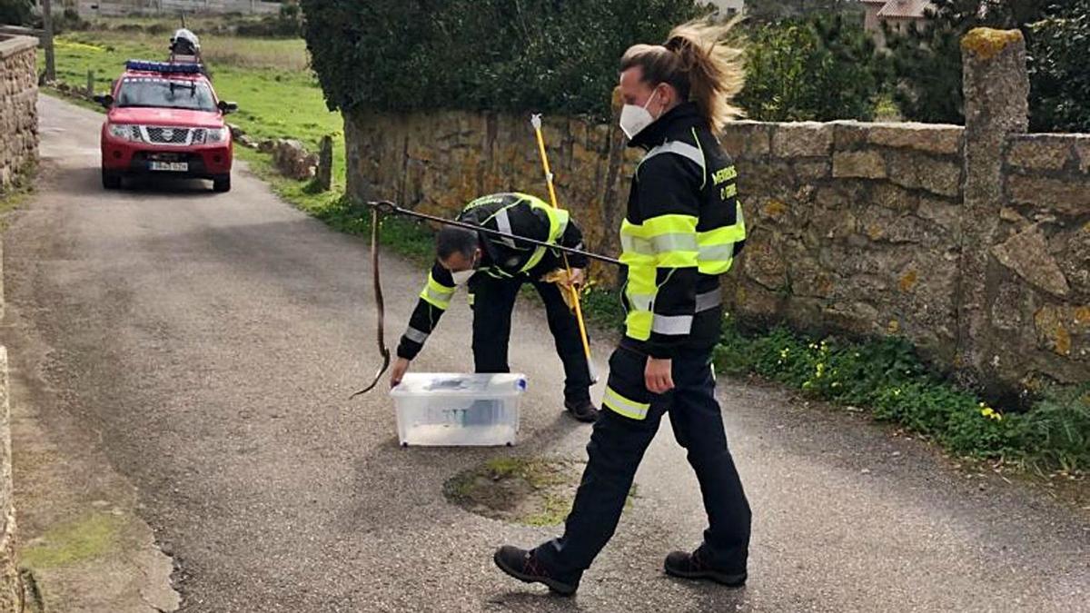 Una integrantes de Emergencias O Grove porta una serpiente recién capturada.