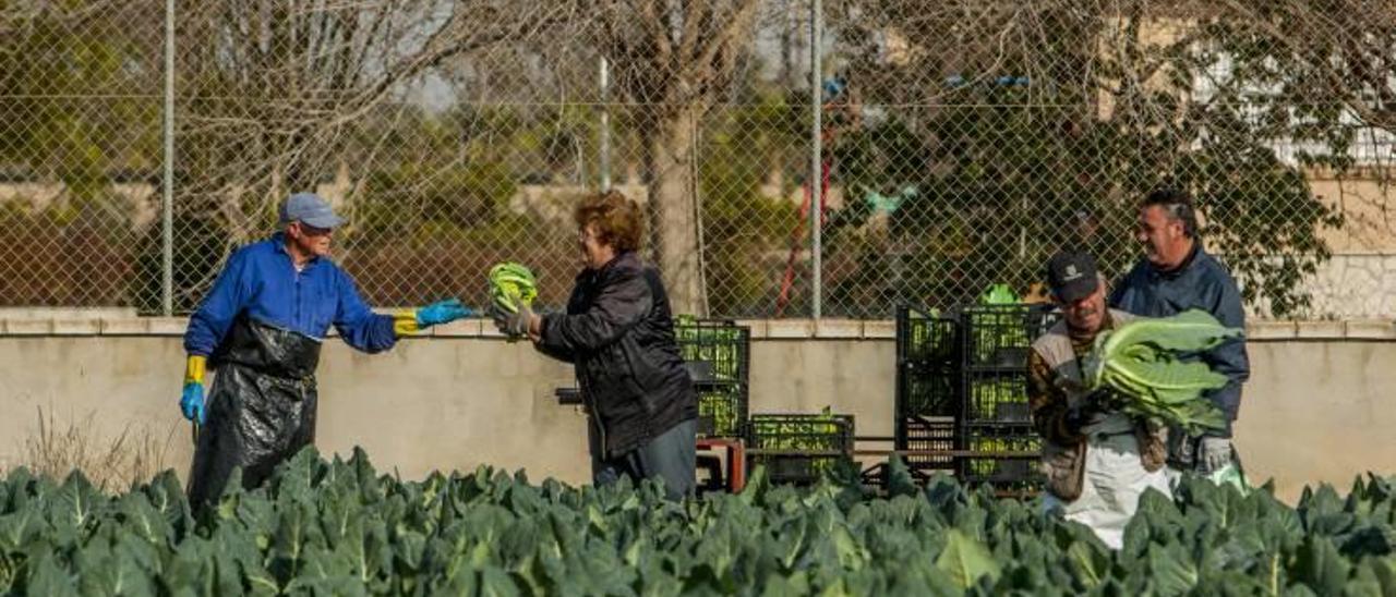 La agricultura abre once empresas de media al año en el último lustro en el Camp d&#039;Elx