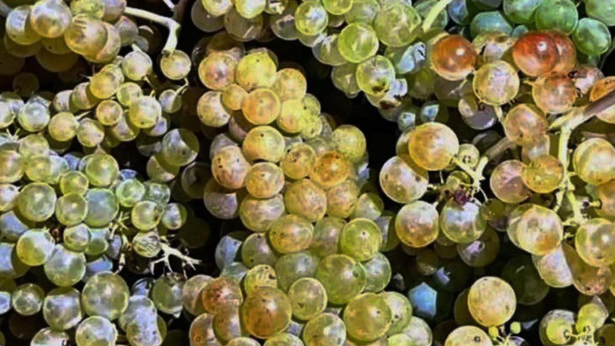 Imagen de archivo de racimos de uvas.