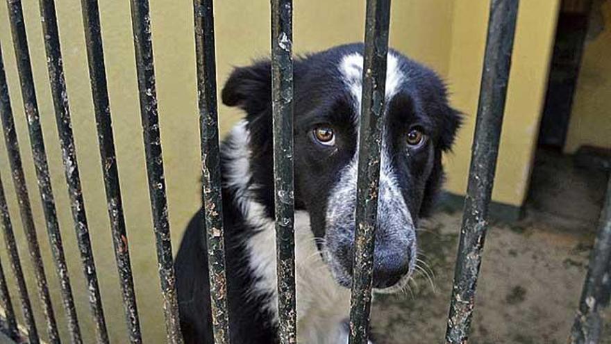 Imagen de archivo de un perro en Son Reus.