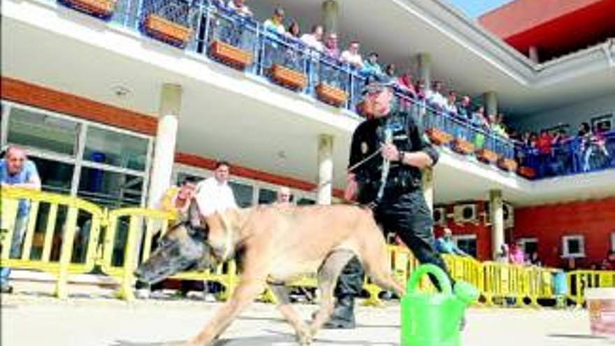 Una exhibición de más que unos simples perros