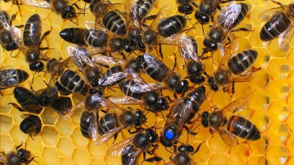 Abejas de una explotación de apicultura