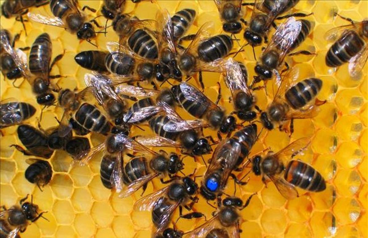 Abelles d’una explotació d’apicultura.