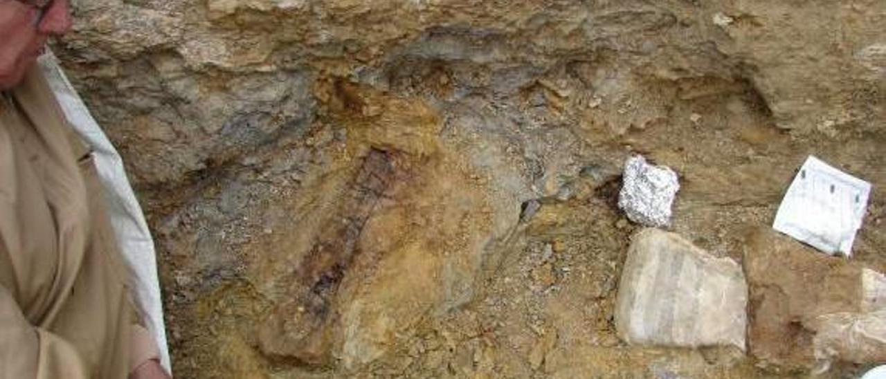 Hallan 76 nuevos fósiles de dinosaurio  en el yacimiento Ana de Cinctorres
