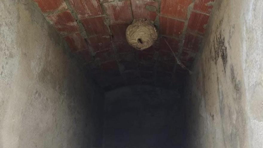 El increíble lugar donde han localizado un nido de velutina en Amieva