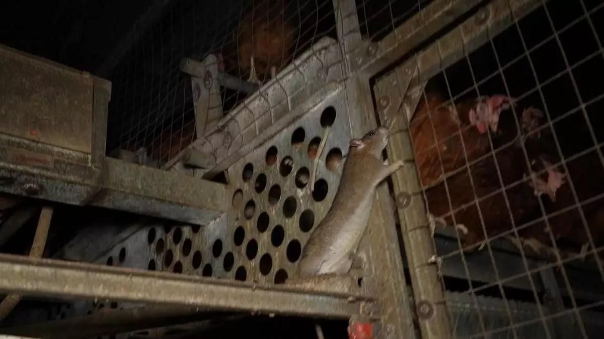 Mit Ratten und toten Tieren müssten die Hühner mutmaßlich leben.