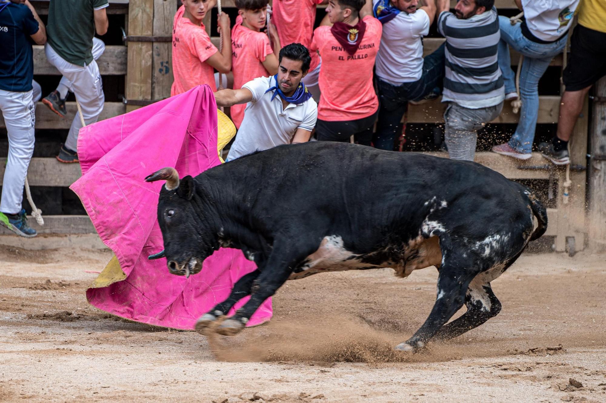 Corre de bou de Cardona: les fotos de l'última jornada
