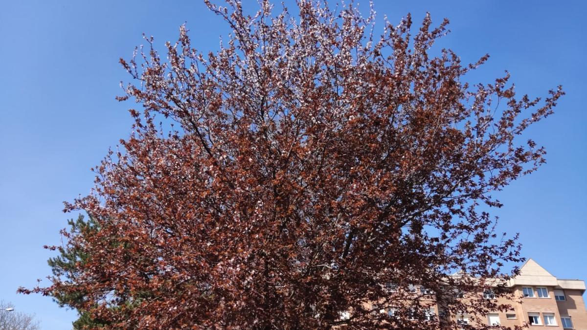 Els arbres ja comencen a anunciar l'arribada de la primavera.