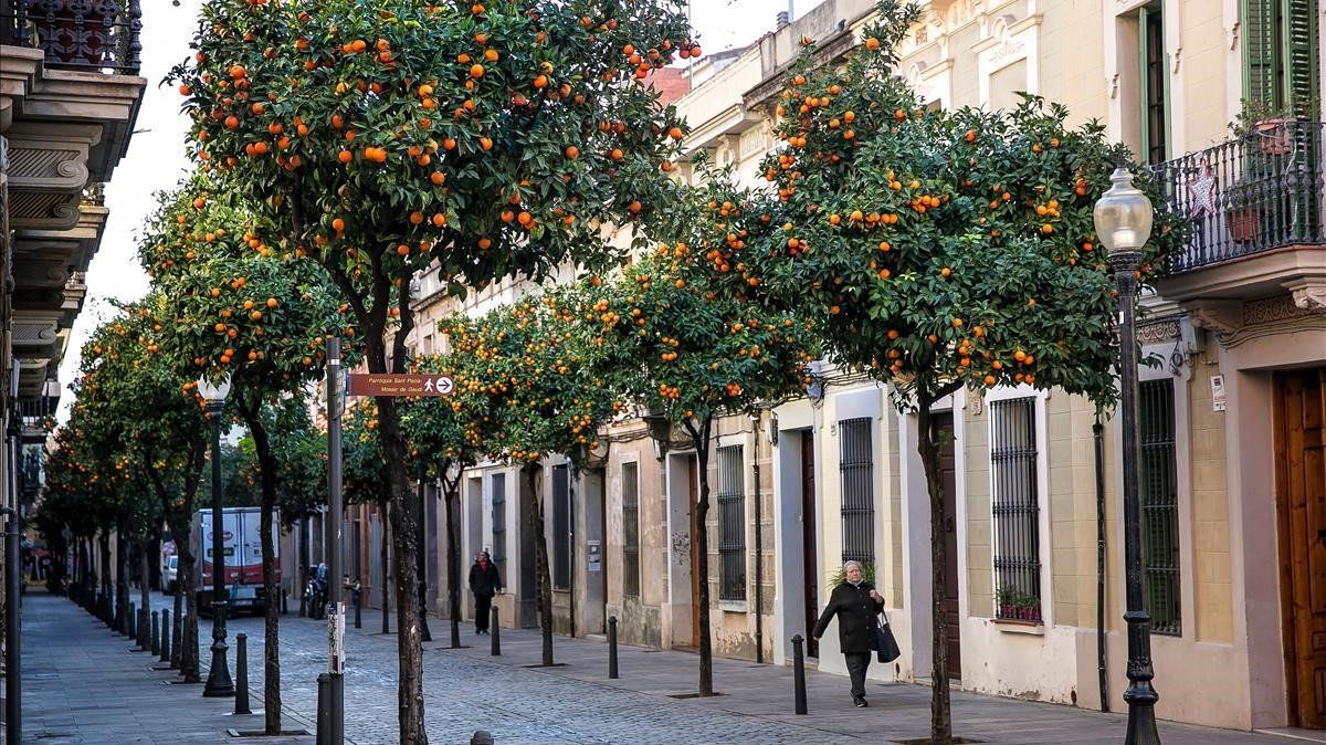 El carrer Coroleu, con los naranjos en plena efervescencia