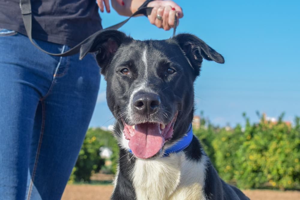 Brandon Chip. Fue encontrado por la policía unos días después de que sus dueños lo abandonasen tras ser sometidos a un desahucio. A pesar de ello, siempre se ha mostrado muy cariñoso, juguetón y noble con todas aquellas personas que han decidido regalarle un poco de amor.