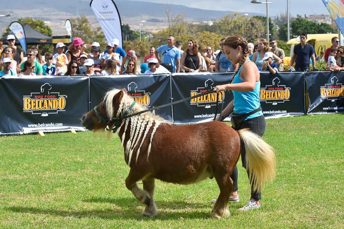 II Feria de mascotas, en Maspalomas