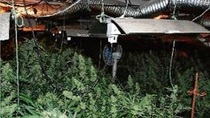 La plantació de marihuana intervinguda a l&#039;home detingut.